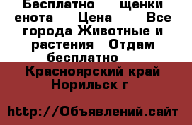 Бесплатно !!! щенки енота!! › Цена ­ 1 - Все города Животные и растения » Отдам бесплатно   . Красноярский край,Норильск г.